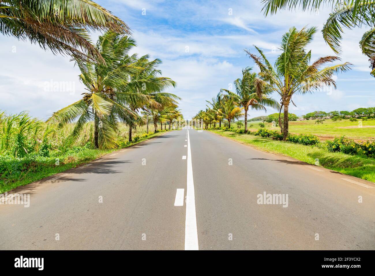 Kokospalmen entlang der Hauptstraße im Süden der republik Mauritius. Stockfoto