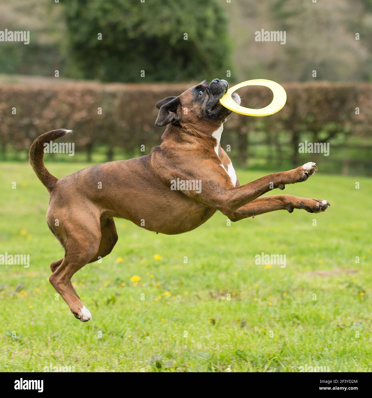 Boxerhund spielt Frisbee Stockfoto
