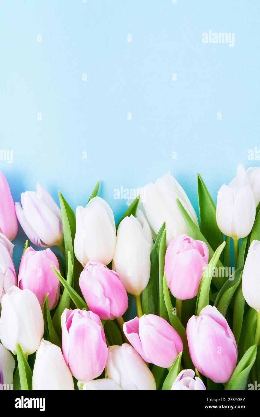 Rosa und weiße Tulpen auf hellblauem Hintergrund, selektiver Fokus. Muttertag, Geburtstagsfeier Konzept. Flach liegend, Platz für Text kopieren Stockfoto