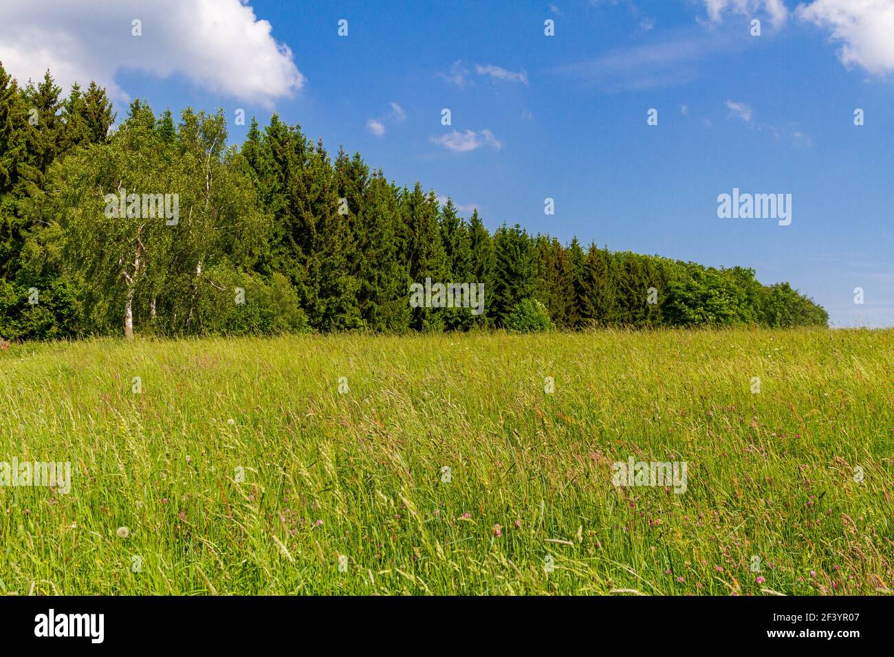 Sommerwiese mit Wald im Harz Stockfoto