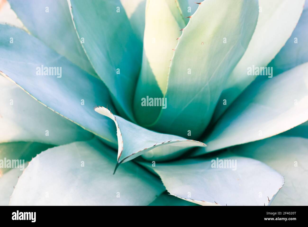 Eine schöne riesige blau-grüne Agave Blätter mit Dornen, Asparagaceae Hintergründe und Texturen. Exotische Pflanzen von Mexiko in der Pharmakologie verwendet, so dass cos Stockfoto