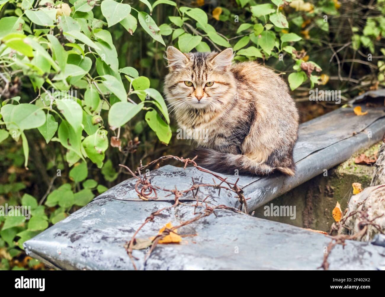 Richtig flauschig ziemlich obdachlos Kätzchen Teenager im Sommer bewölkt Tag Im Garten Stockfoto