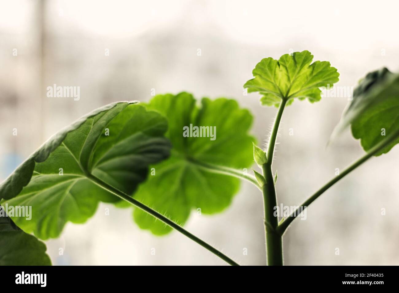 Echtes Fruhlingskraut Stockfotos Und Bilder Kaufen Alamy