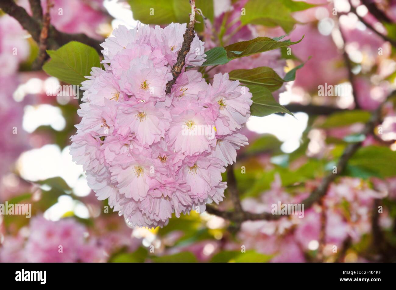 Schöne Sakura Kirschblüte im Frühling. Saisonale Natur Hintergrund.. Kirschblüte im Frühling Stockfoto