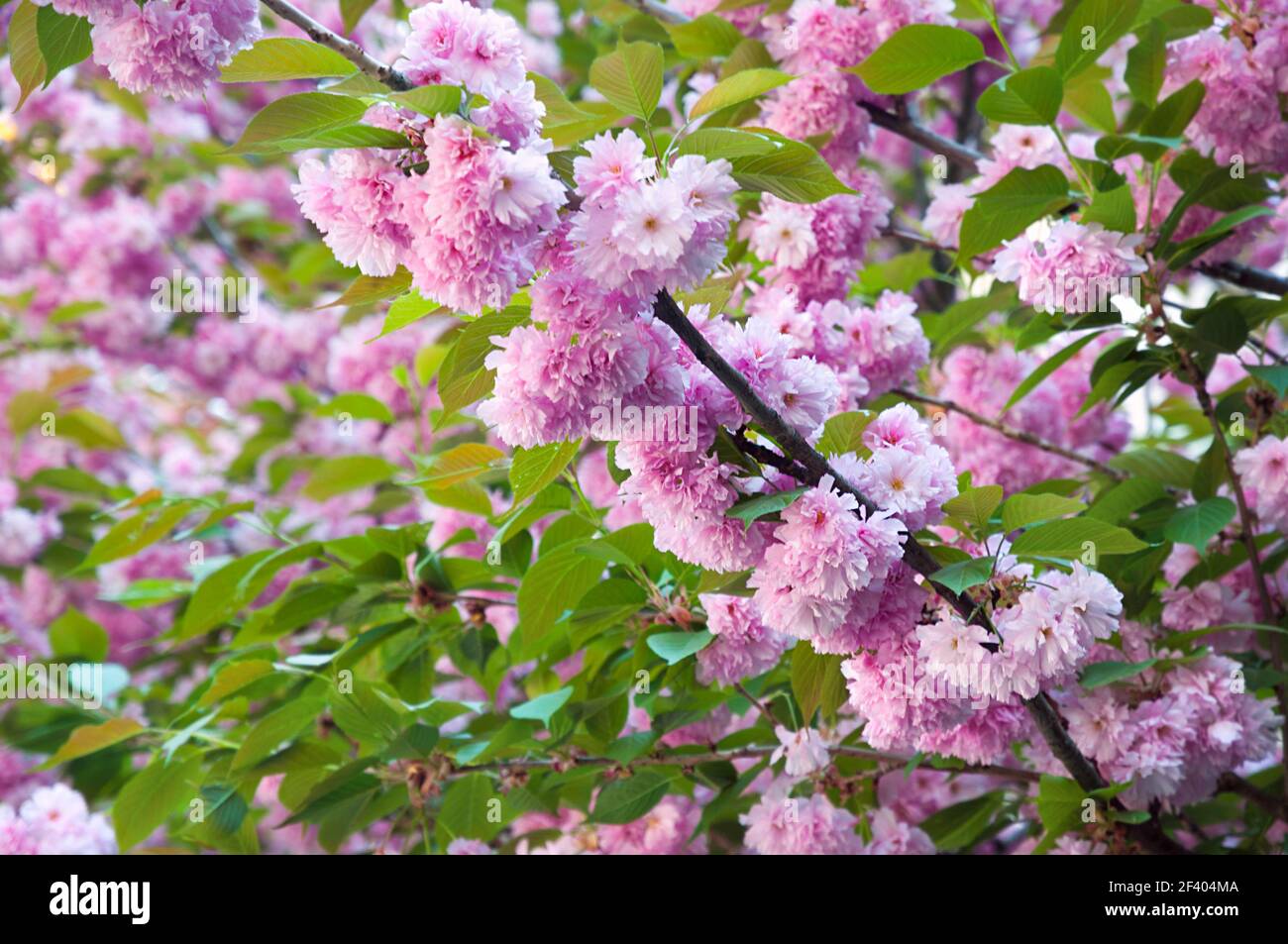 Schöne Sakura Kirschblüte im Frühling. Saisonale Natur Hintergrund mit rosa Blumen und grünen Blättern. Kirschblüte im Frühling Stockfoto