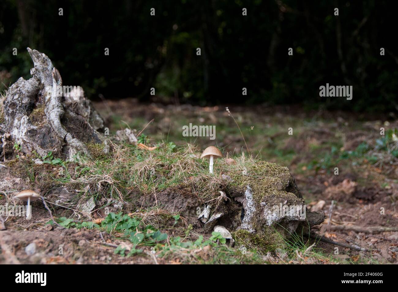 Ein Herbstpilz Stockfoto