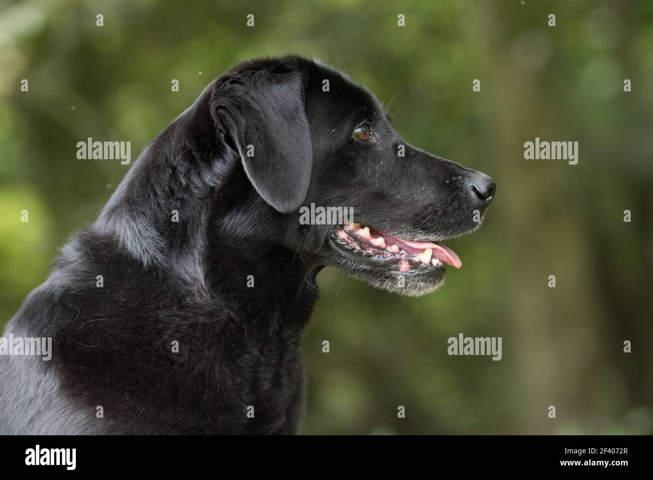 Ein Porträt eines schwarzen labradors Stockfoto