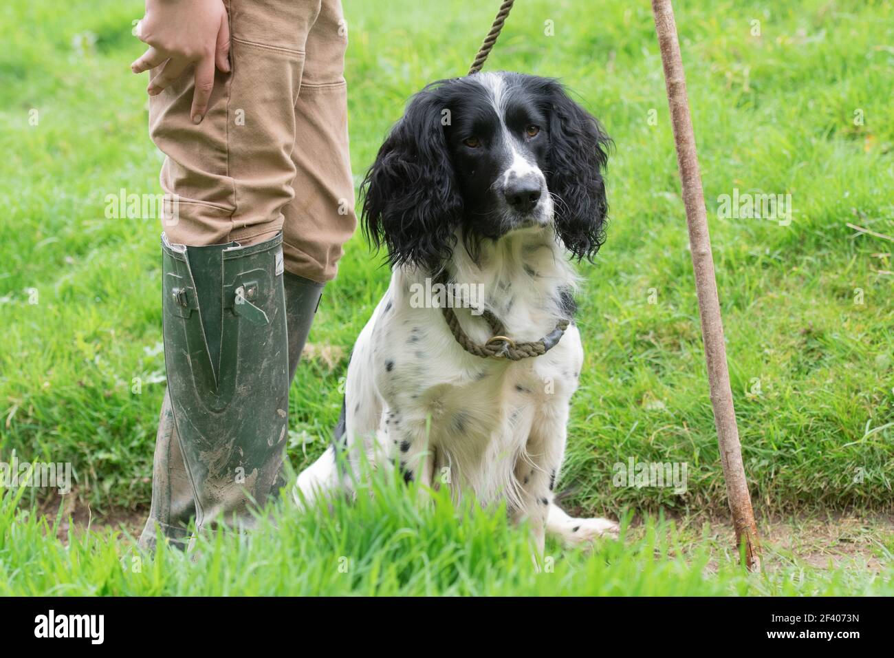 Porträt eines arbeitenden springer-Spaniel-Schützenhundes Stockfoto