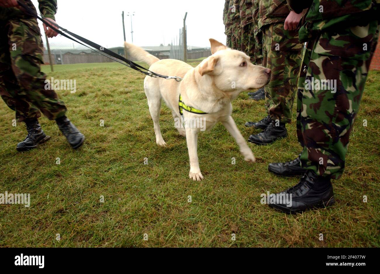 DUKE , EIN LABRADOR, DIE AUSBILDUNG FÜR DIE SUCHE NACH SPRENGSTOFF MIT DER ARMEE IN MELTON MOWBURY. 10/1/02 PILSTONgeparkt von jv 11.1.02 Stockfoto