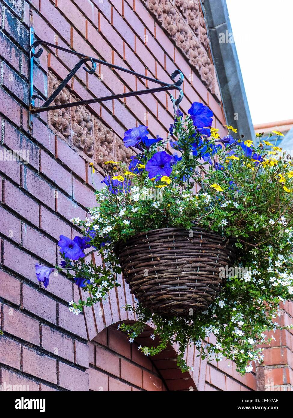 Blumentopf mit blauen Blumen hängen an Backsteinhauswand Stockfoto