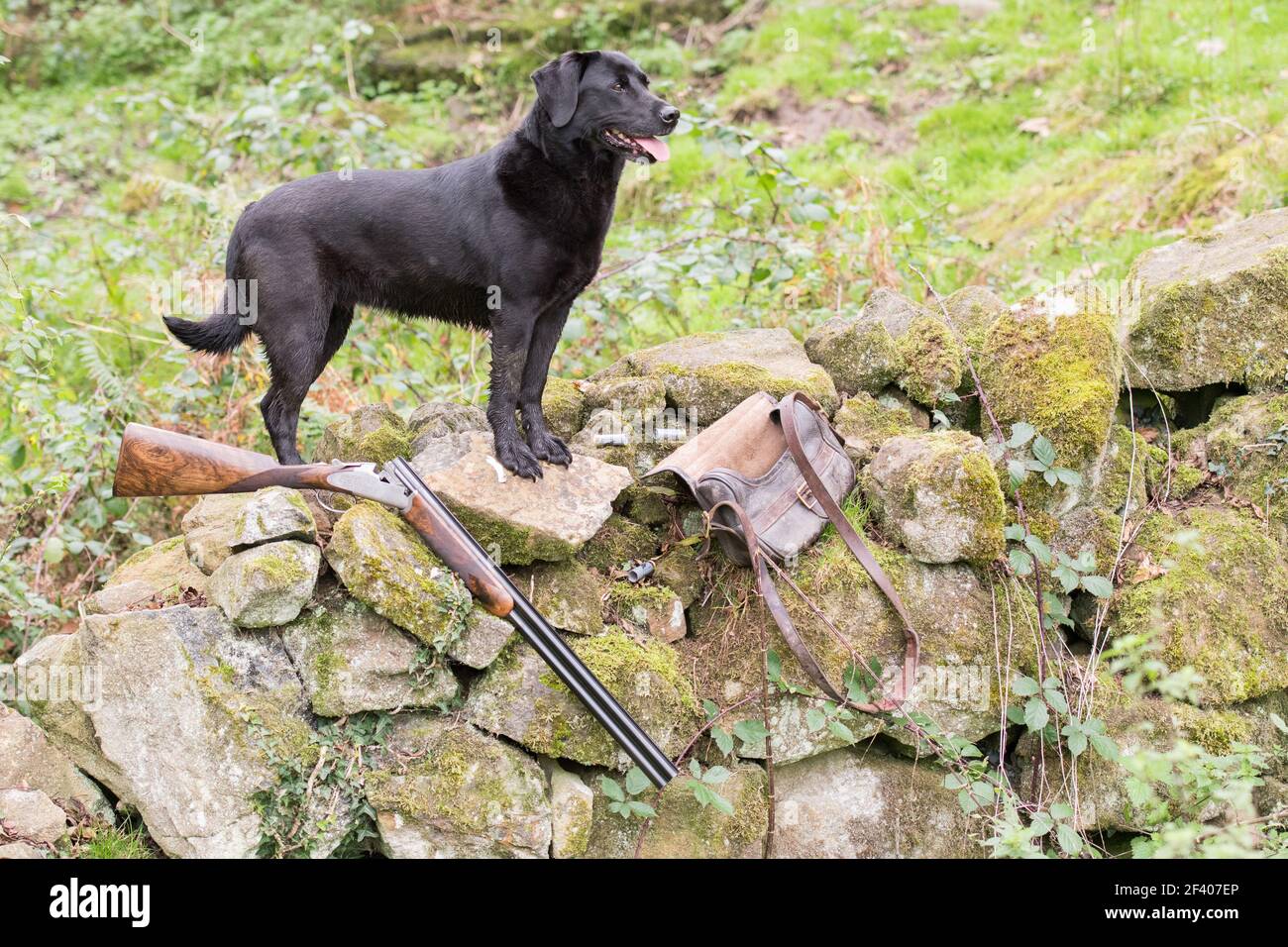 Potrait eines funktionierenden schwarzen labradors, mit Schrotflinte und Patronentasche Stockfoto