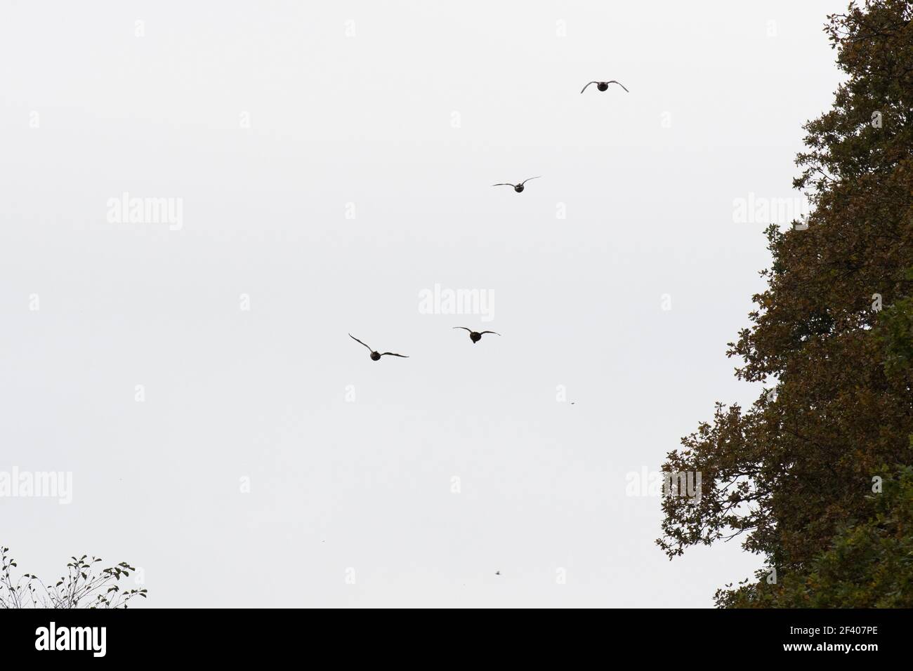 Mallard fliegt Stockfoto