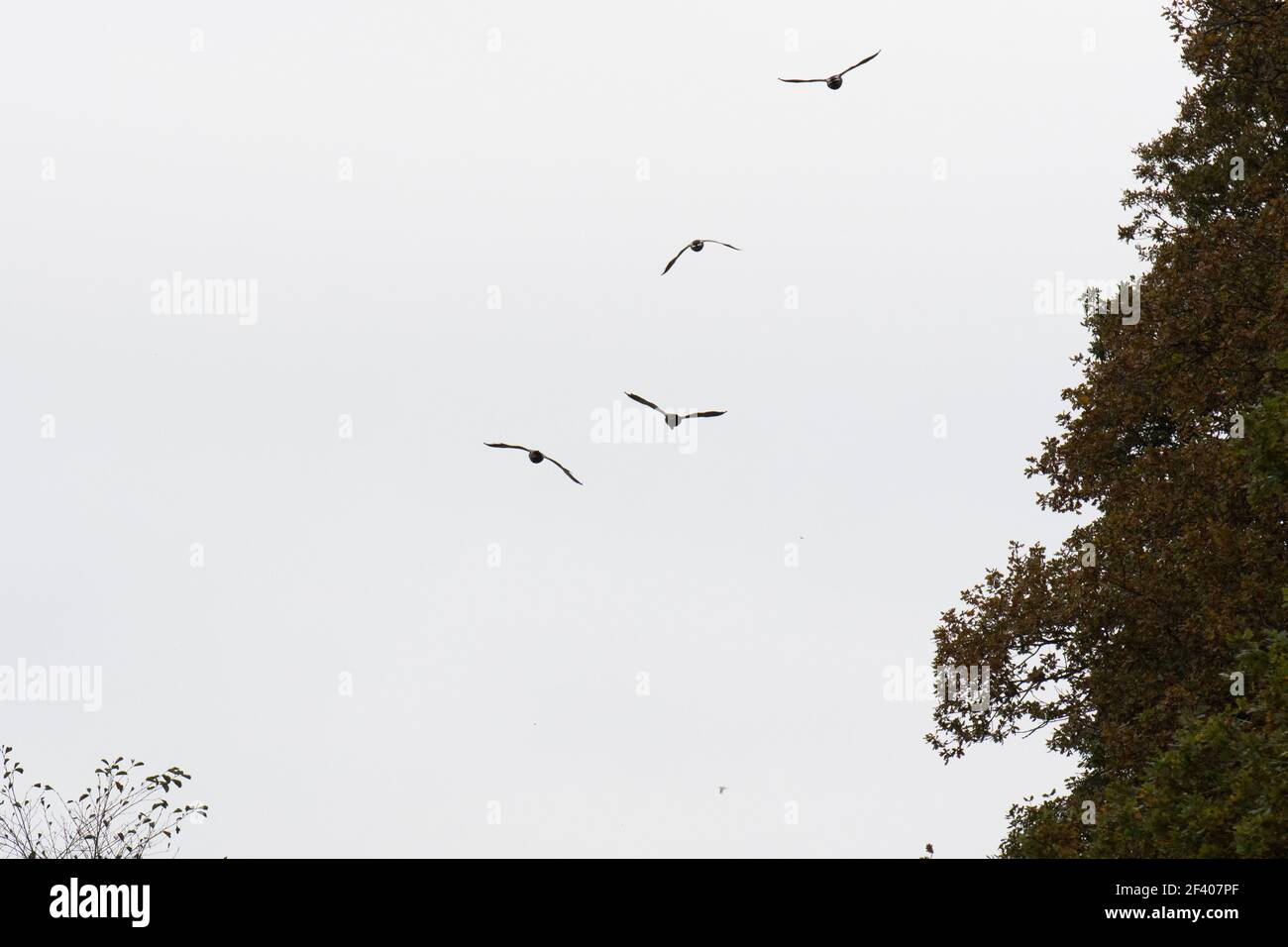 Mallard fliegt Stockfoto