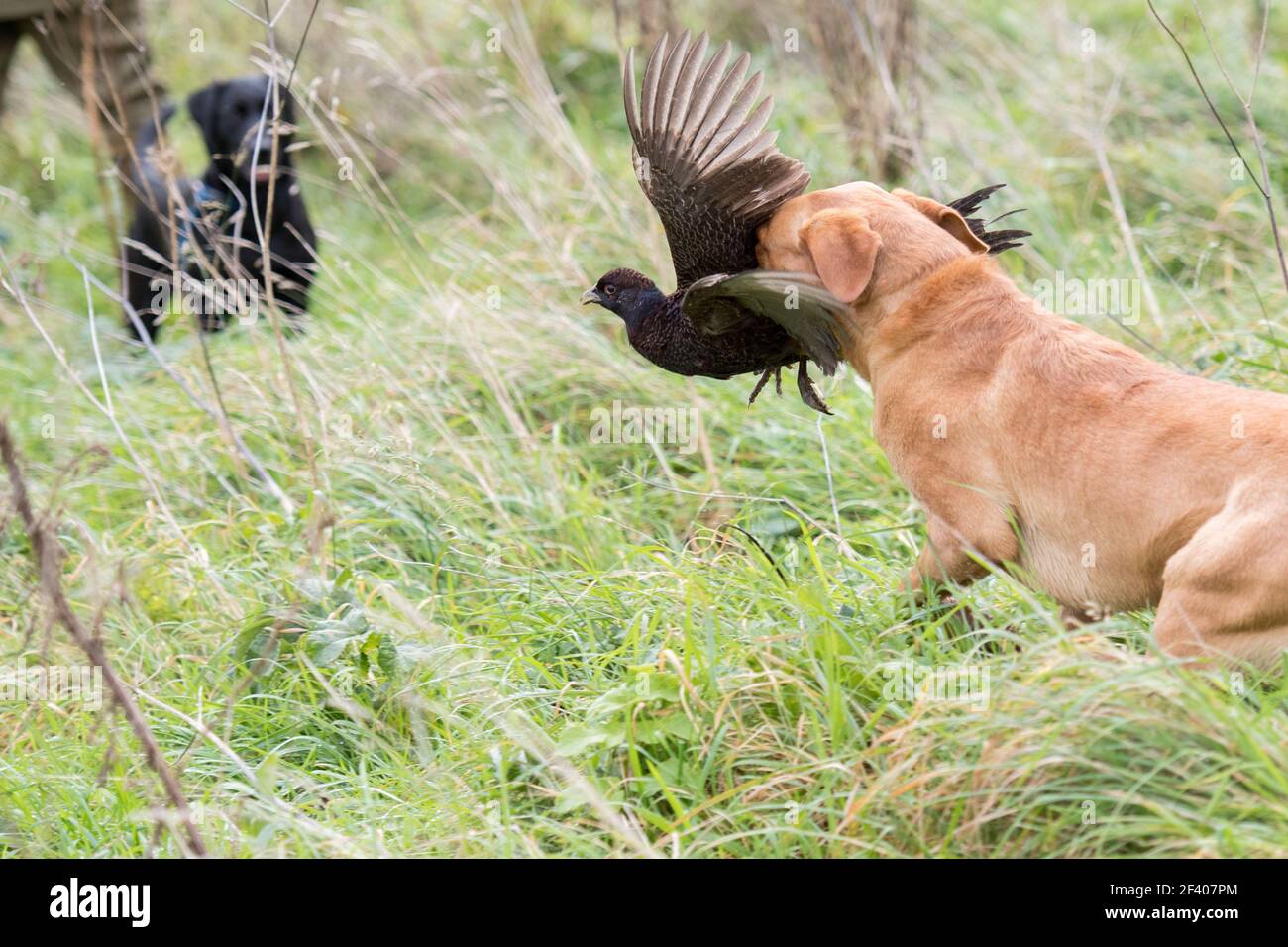 Fuchsrot labrador, der einen melanistischen Henne-Fasan zurückruft Stockfoto