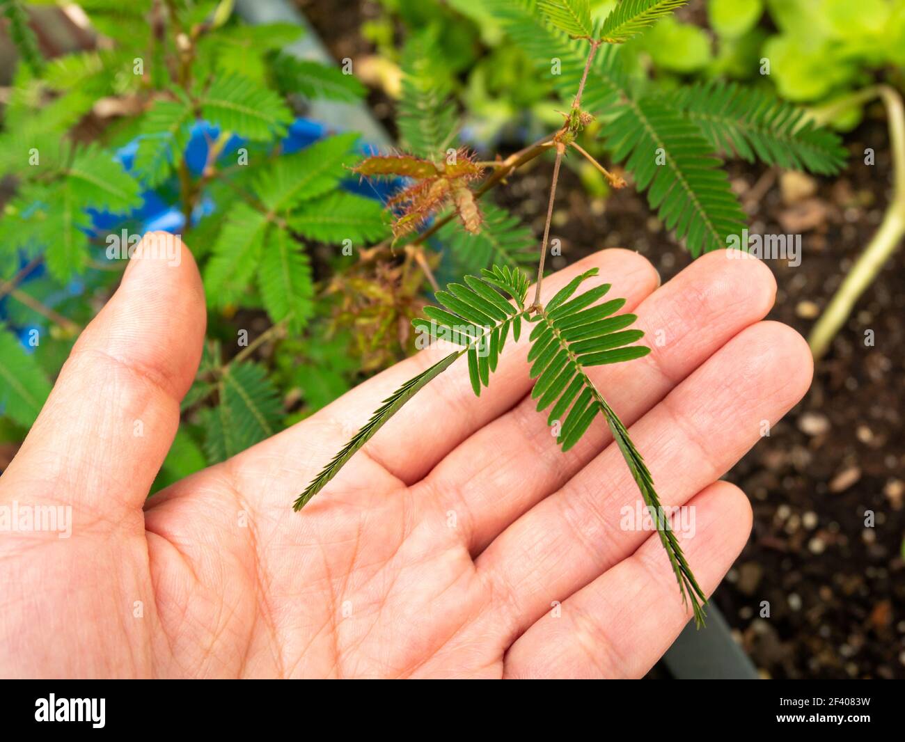 Mimosa Pudica nannte auch Sensitive Plant, Sleepy Plant, Action Plant, Touch-Me-Not, Shameplant. Seine Blätter Falten nach innen und fallen ab, wenn sie berührt werden, und Stockfoto