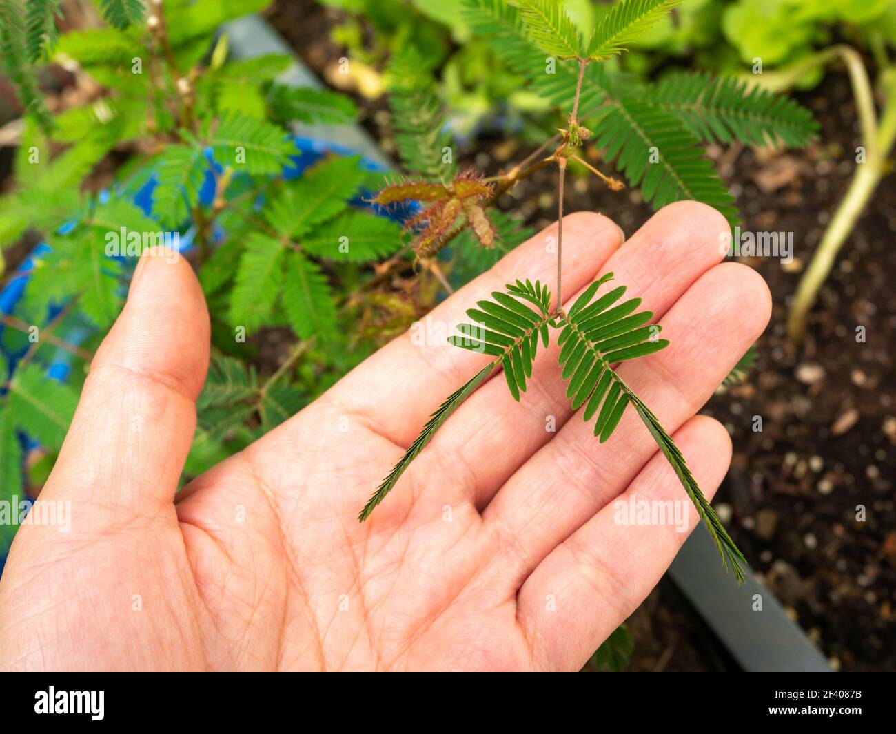 Mimosa Pudica nannte auch Sensitive Plant, Sleepy Plant, Action Plant, Touch-Me-Not, Shameplant. Seine Blätter Falten nach innen und fallen ab, wenn sie berührt werden, und Stockfoto