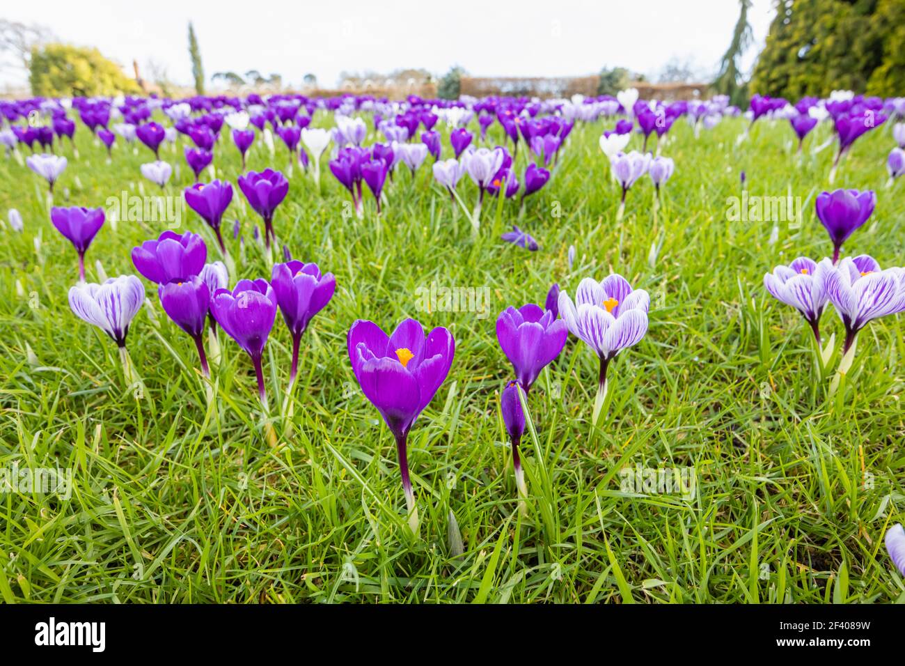Lila und weiß gestreifte Krokusse wachsen im Gras in Blüte an einem sonnigen Tag im RHS Garden, Wisley, Surrey, Südostengland im Winter Stockfoto
