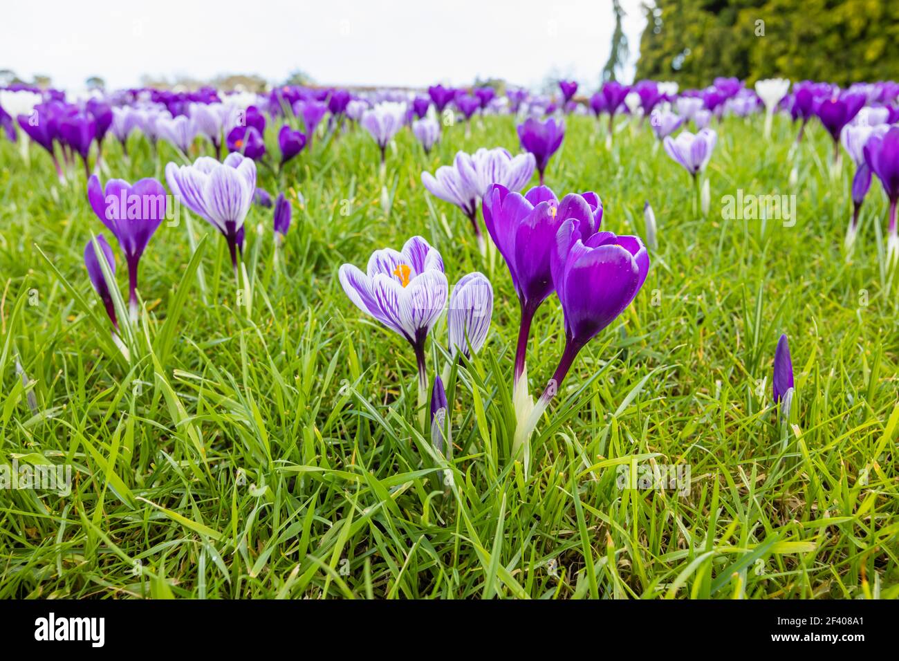 Lila und weiß gestreifte Krokusse wachsen im Gras in Blüte an einem sonnigen Tag im RHS Garden, Wisley, Surrey, Südostengland im Winter Stockfoto