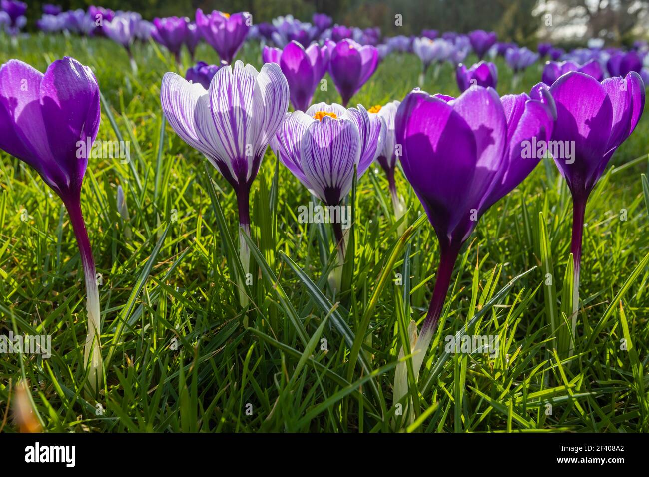 Lila und weiß gestreifte Krokusse wachsen im Gras in Blüte an einem sonnigen Tag im RHS Garden, Wisley, Surrey, Südostengland im Winter Stockfoto