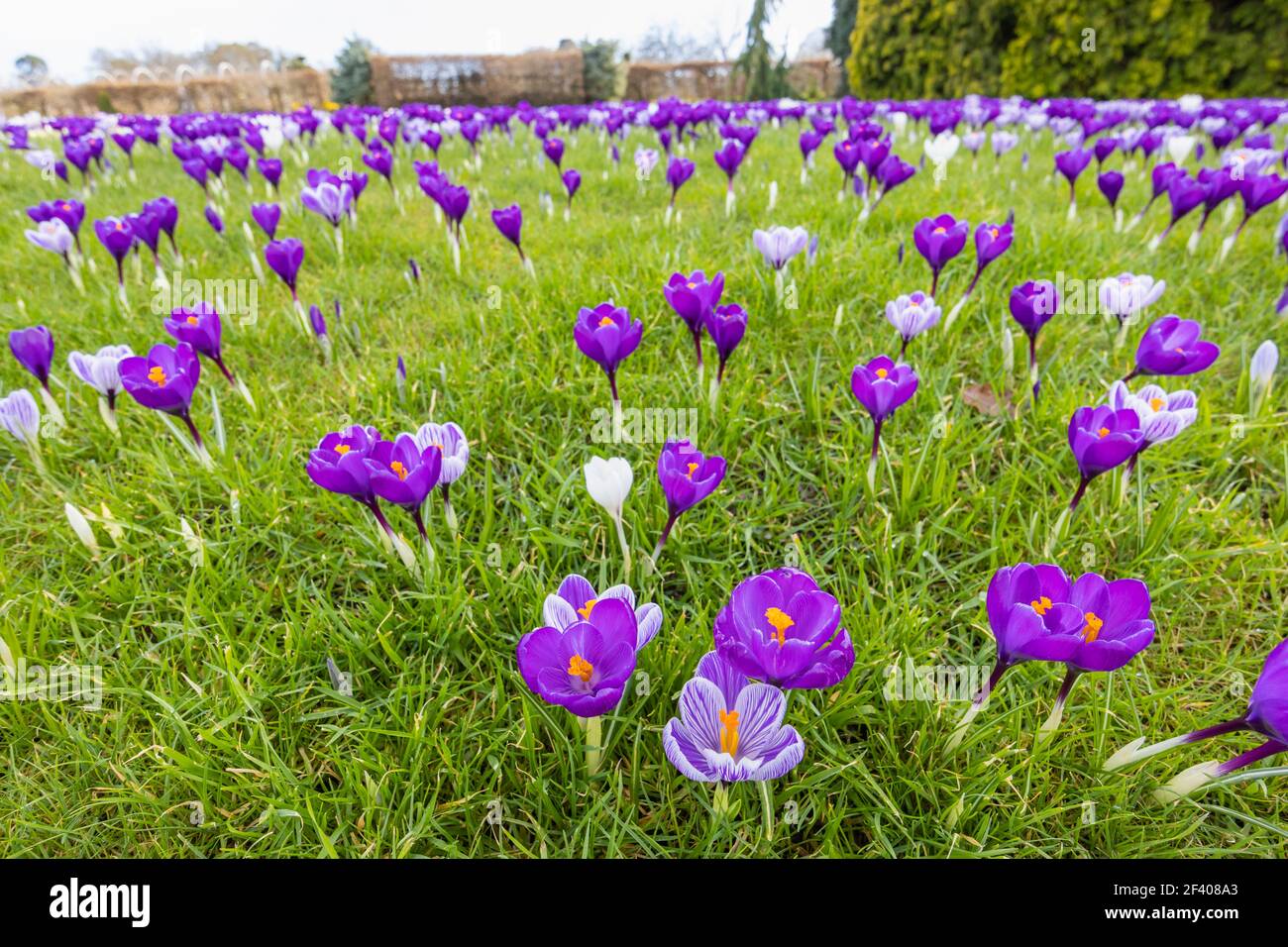Lila und weiß gestreifte Krokusse wachsen im Gras in Blüte an einem sonnigen Tag im RHS Garden, Wisley, Surrey, Südostengland im Winter Stockfoto