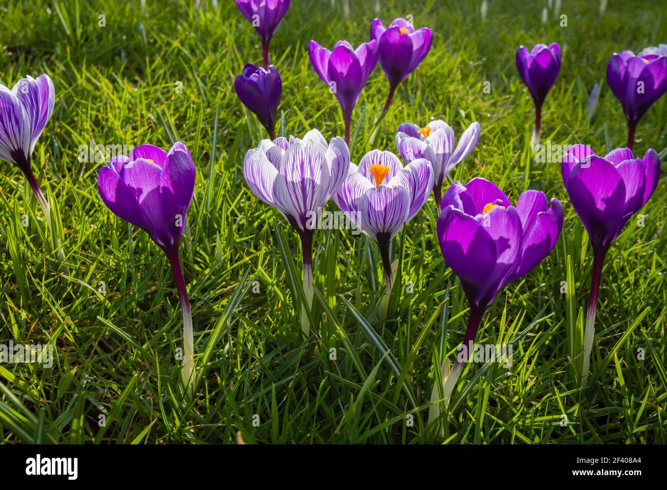 Lila und weiß gestreifte Krokusse wachsen im Gras in Blüte an einem sonnigen Tag im RHS Garden, Wisley, Surrey, Südostengland im Winter Stockfoto