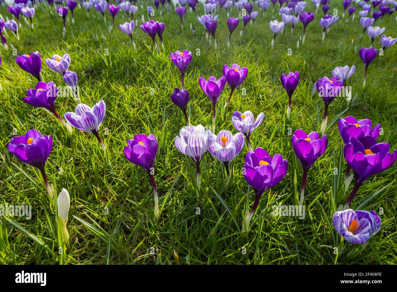 Lila und weiß gestreifte Krokusse wachsen im Gras in Blüte an einem sonnigen Tag im RHS Garden, Wisley, Surrey, Südostengland im Winter Stockfoto