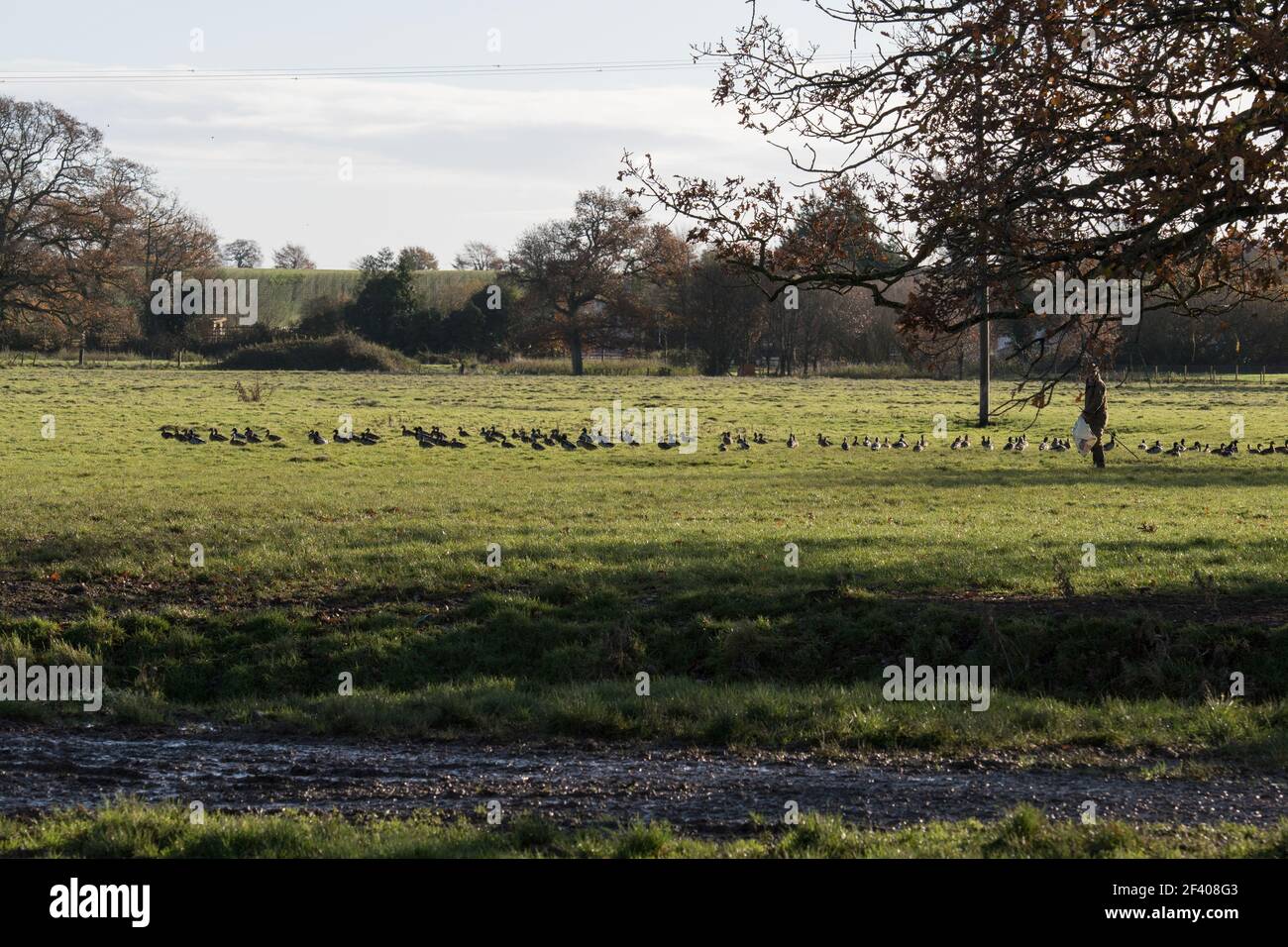 Wildhüter mit seinen Enten Stockfoto