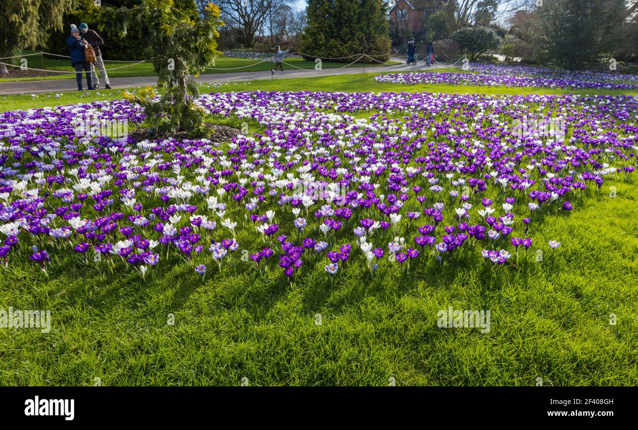 Lila, weiß und gestreifte Krokusse in Blüte an einem sonnigen Tag im RHS Garden, Wisley, Surrey, Südostengland im Winter Stockfoto