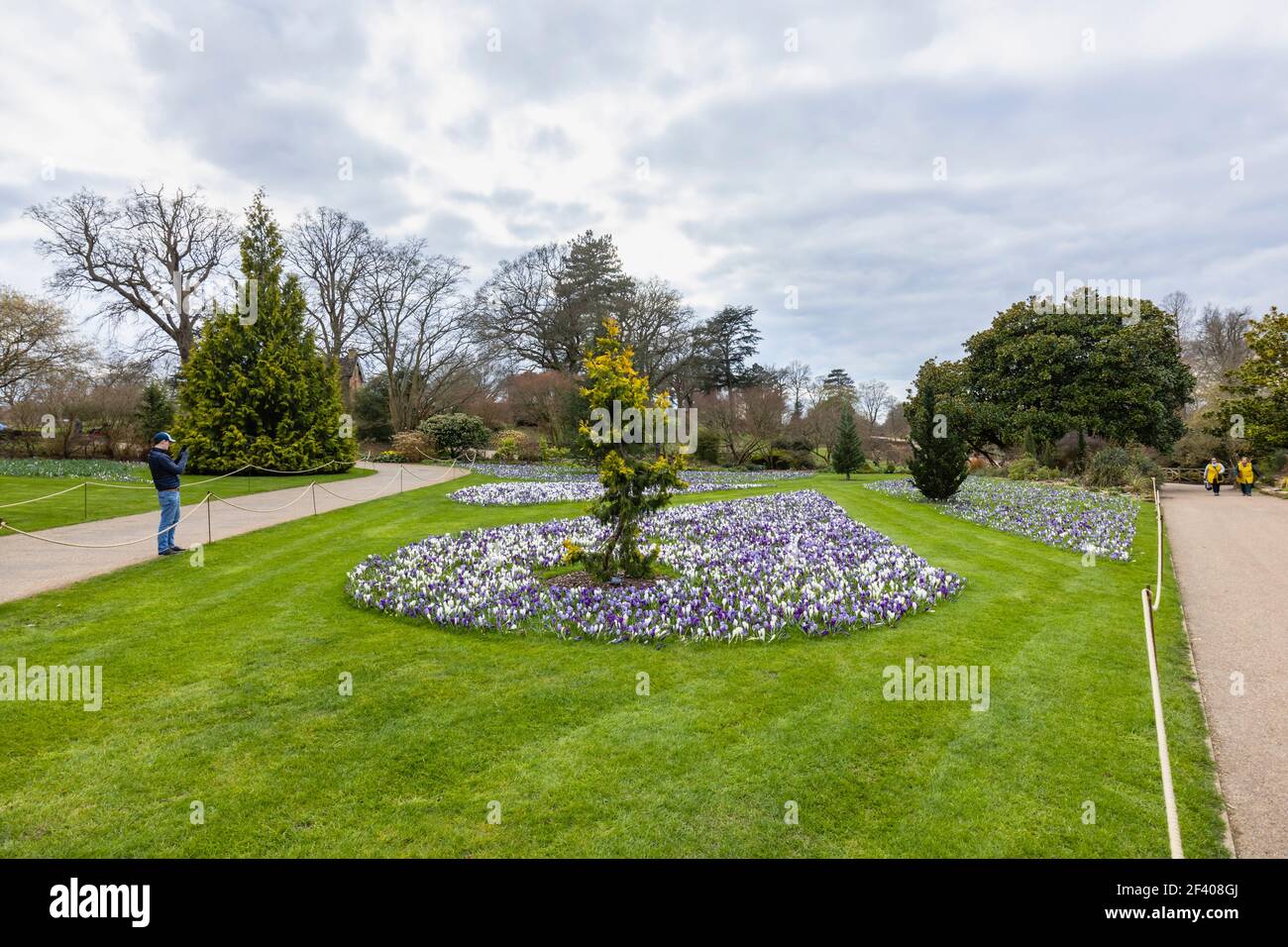 Lila, weiß und lila und weiß gestreifte Krokusse blühen im RHS Garden, Wisley, Surrey, Südostengland im späten Winter bis zum frühen Frühjahr Stockfoto