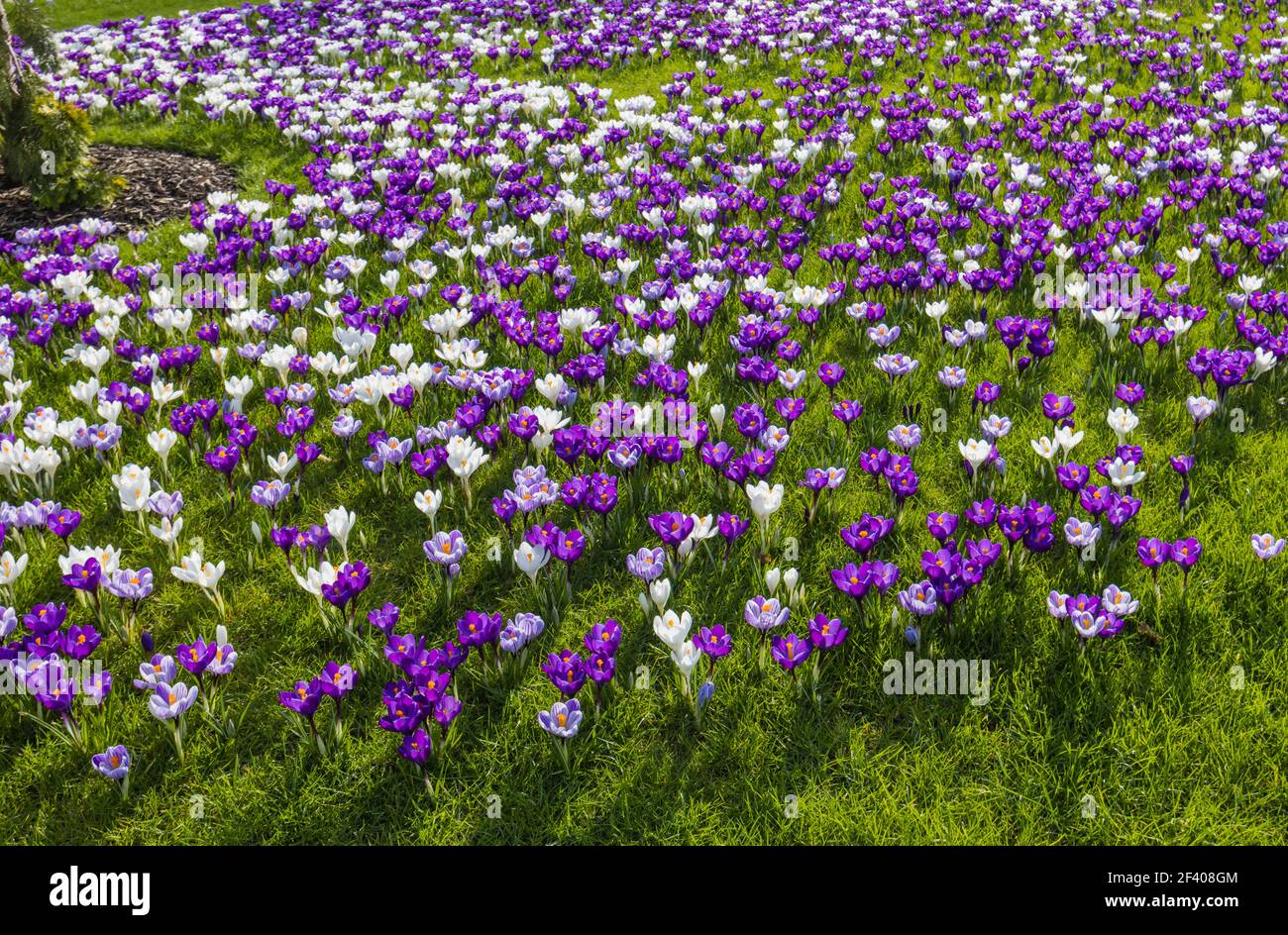 Lila, weiß und gestreifte Krokusse in Blüte an einem sonnigen Tag im RHS Garden, Wisley, Surrey, Südostengland im Winter Stockfoto
