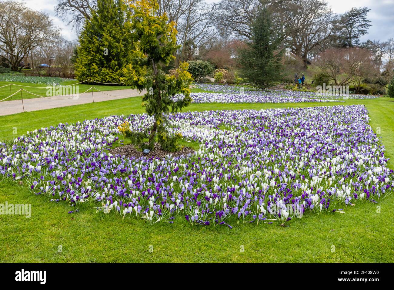 Lila, weiß und lila und weiß gestreifte Krokusse blühen im RHS Garden, Wisley, Surrey, Südostengland im späten Winter bis zum frühen Frühjahr Stockfoto