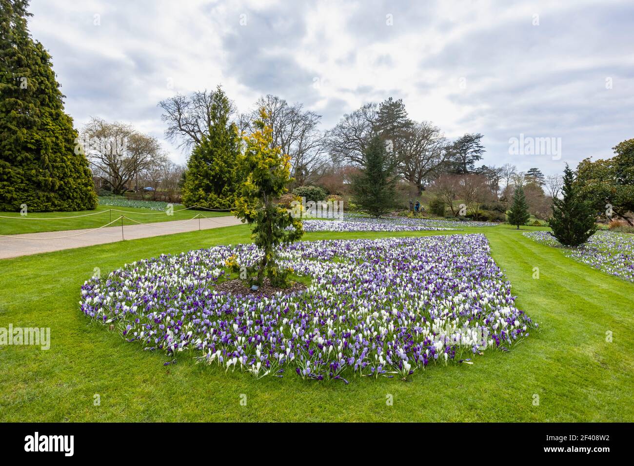 Lila, weiß und lila und weiß gestreifte Krokusse blühen im RHS Garden, Wisley, Surrey, Südostengland im späten Winter bis zum frühen Frühjahr Stockfoto