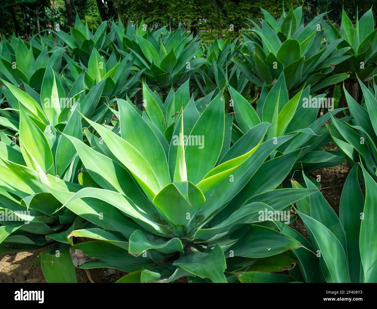 alocasia zebrina superba Alocasia Tigrina Superba main image 1
