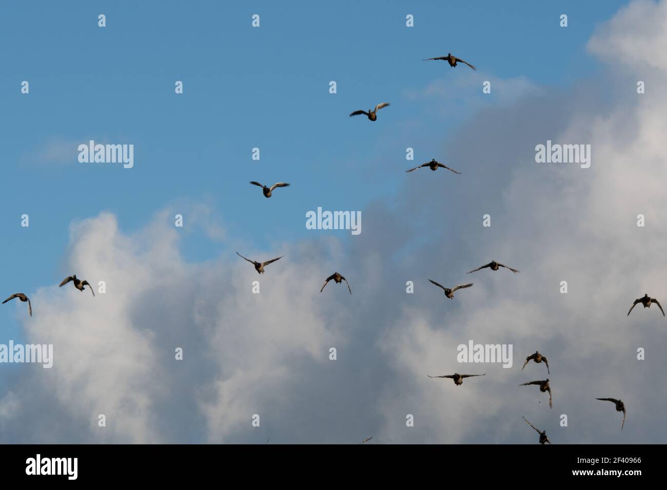 Eine Schar Stockente im Flug Stockfoto