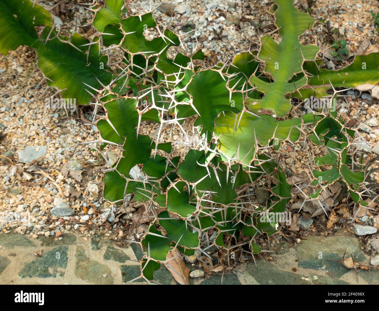 Nachtblühende Cereus, Stacheldraht Kaktus, Schwert-Birne, Dildo, Dreieck Kaktus und Órgano-alado de Pitaya (Acanthocereus tetragonus) ist eine grüne Pflanze w Stockfoto