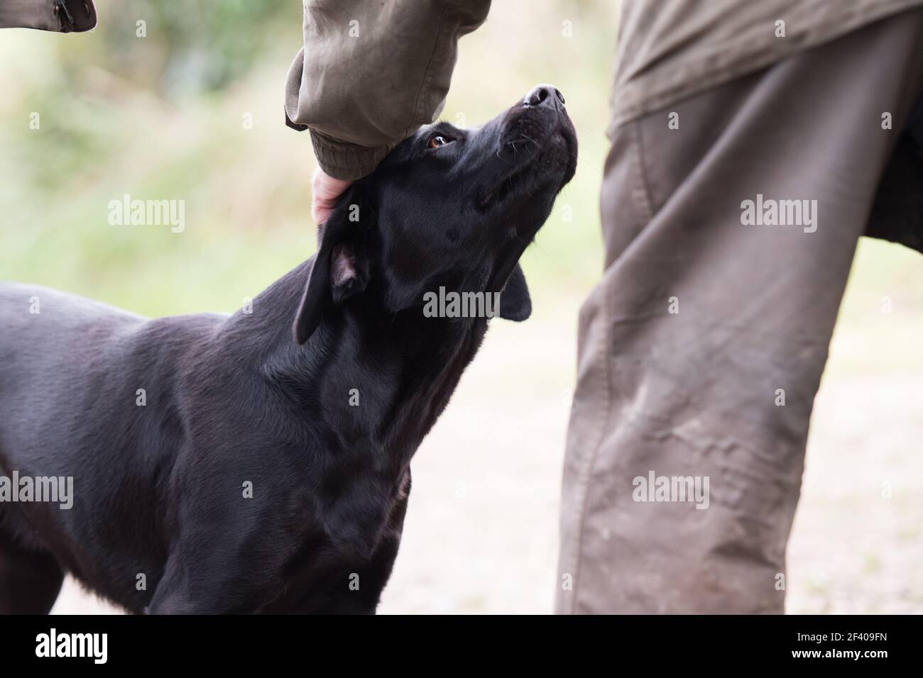 Ein labrador, der während seines Seins liebevoll in die Augen seines Meisters schaut Patiniert Stockfoto