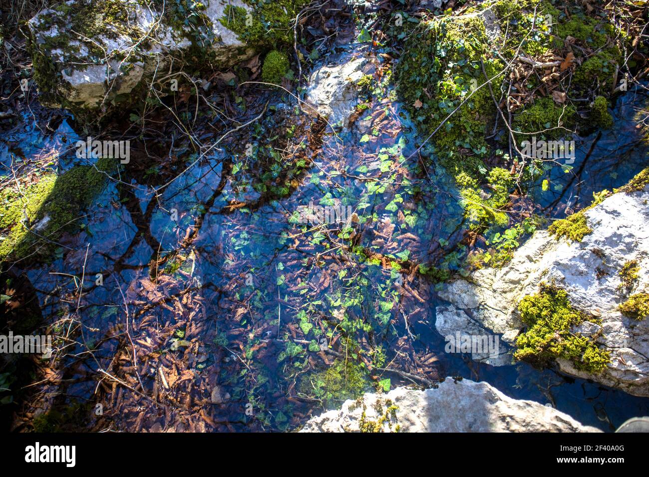 Detail von See Wasser in der Mitte des Waldes. Foto von Natursee auf dem Hügel bei Sempas Slowenien Stockfoto
