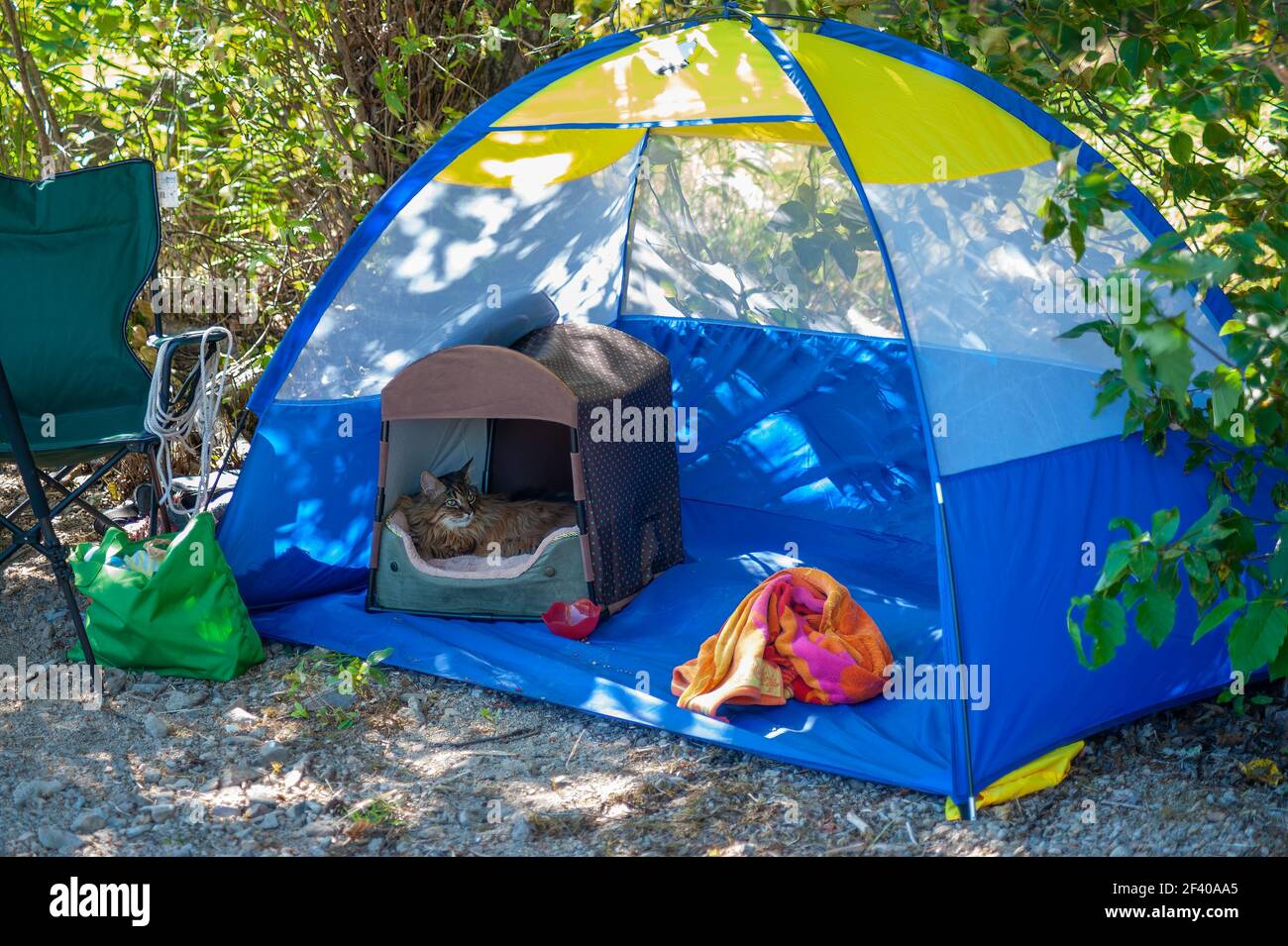 Familie Haustier Katze geht immer Camping mit seiner Familie, mit seinem eigenen Schatten neigen und canapy Bett. Stockfoto