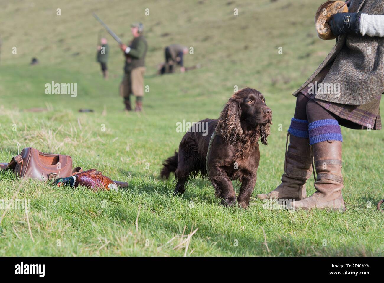 Arbeiten Cocker Spaniel aus Schießen Stockfoto