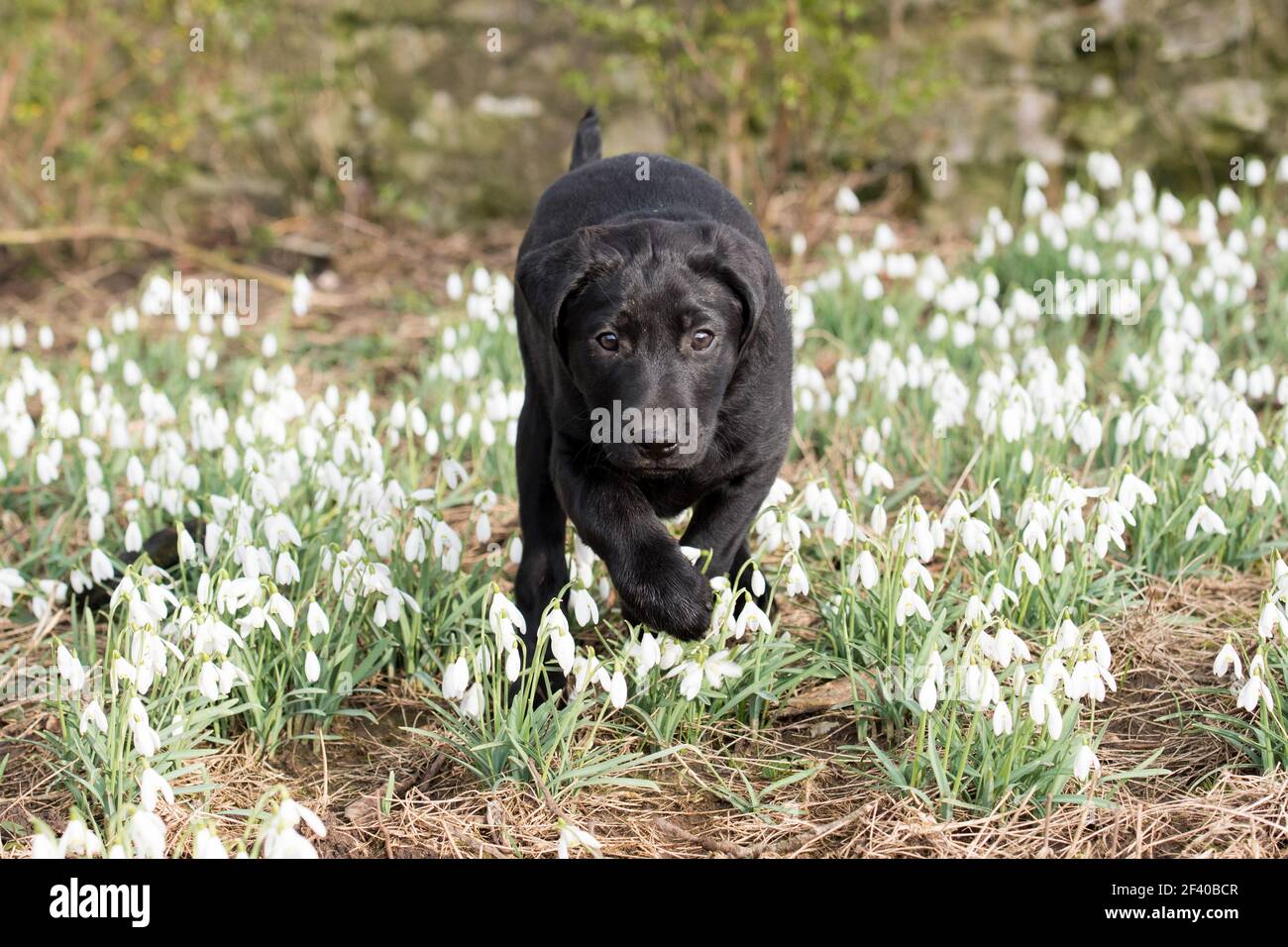 Schwarzer Labrador Welpe spielt in einem Bett aus Schneeglöckchen Stockfoto