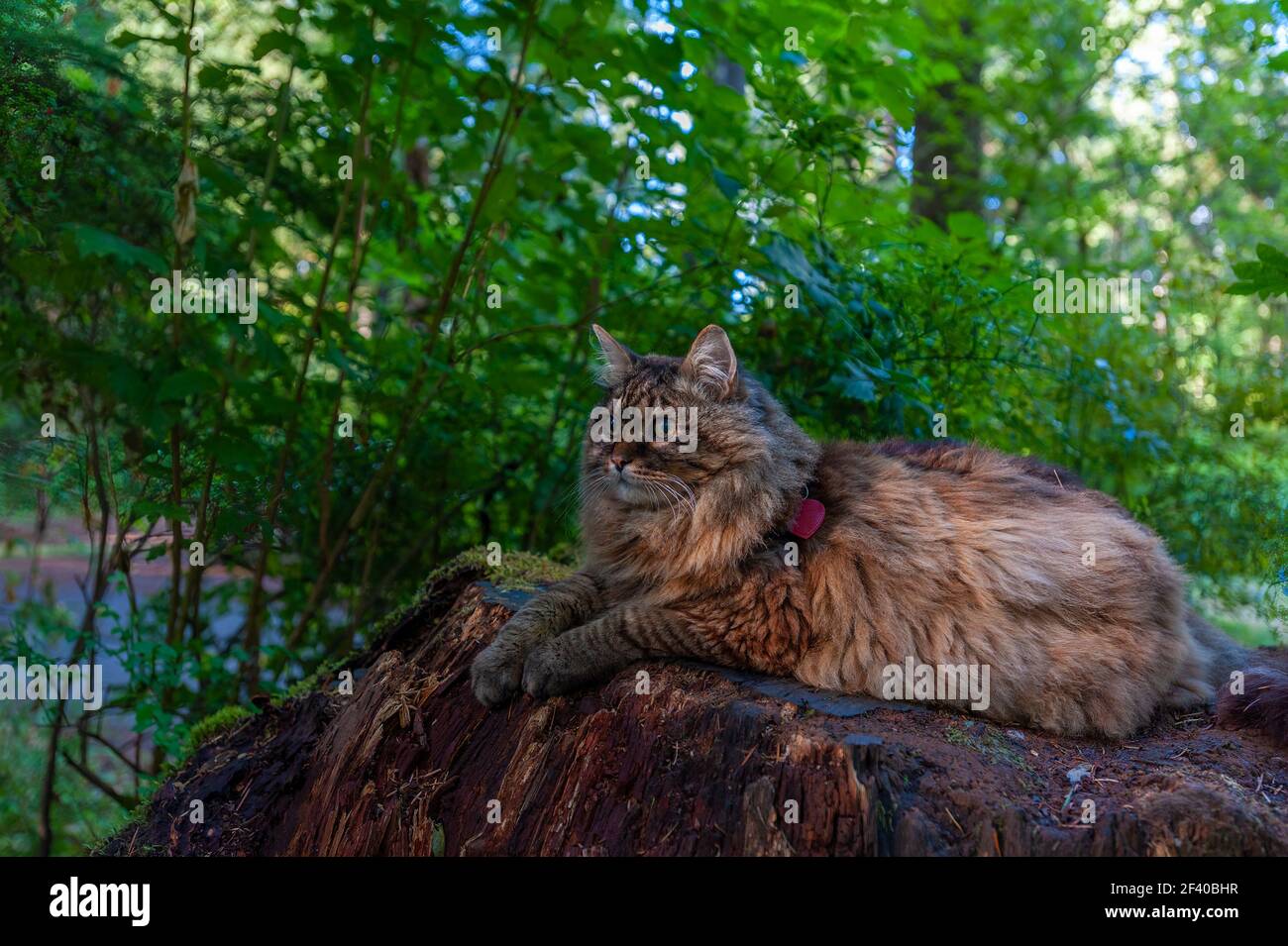 Katze faulenzt auf einem Baumstumpf Stockfoto