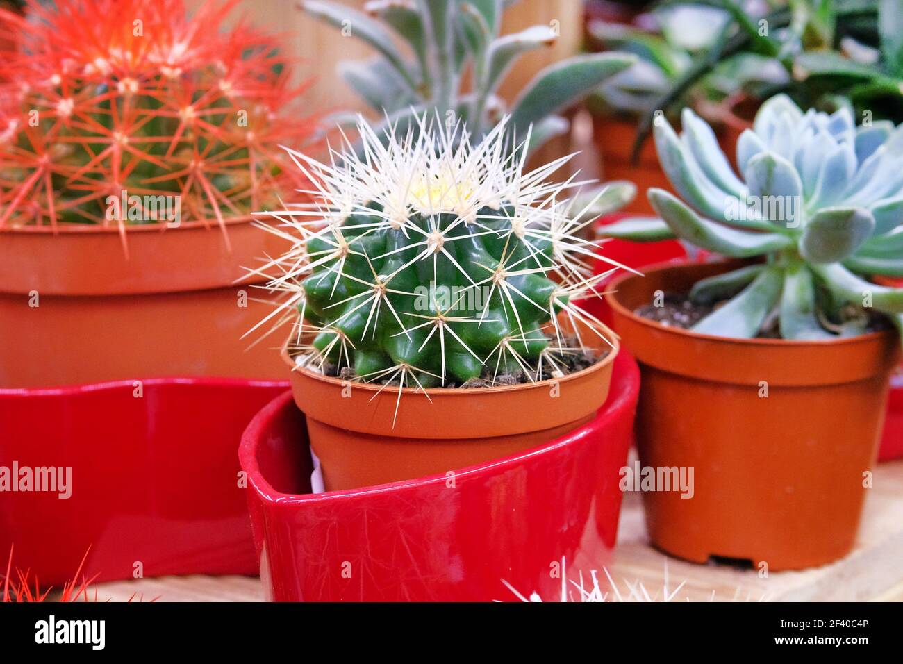 Grne Kaktuspflanze mit Spikes um Baum in rotem Topf. Kaktus im Laden  verkauft Stockfotografie - Alamy