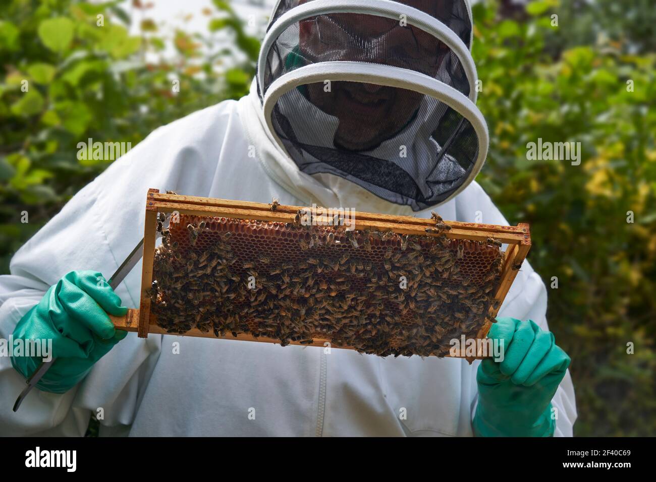 Imker inspiziert einen Rahmen von Honig aus Bienenstock Stockfoto