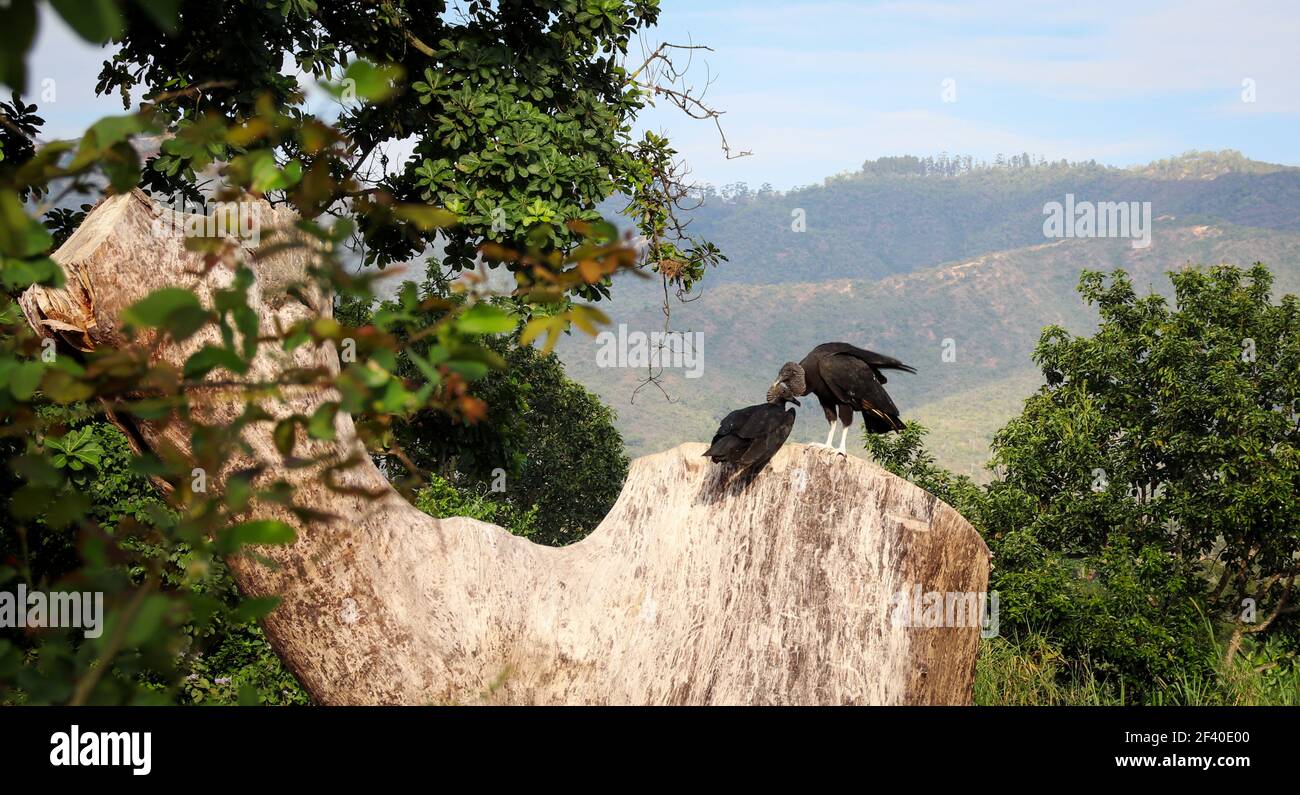Die schwarzen Geier Vögel sitzen auf einem Baum in einem Wald an einem sonnigen Tag gefangen Stockfoto