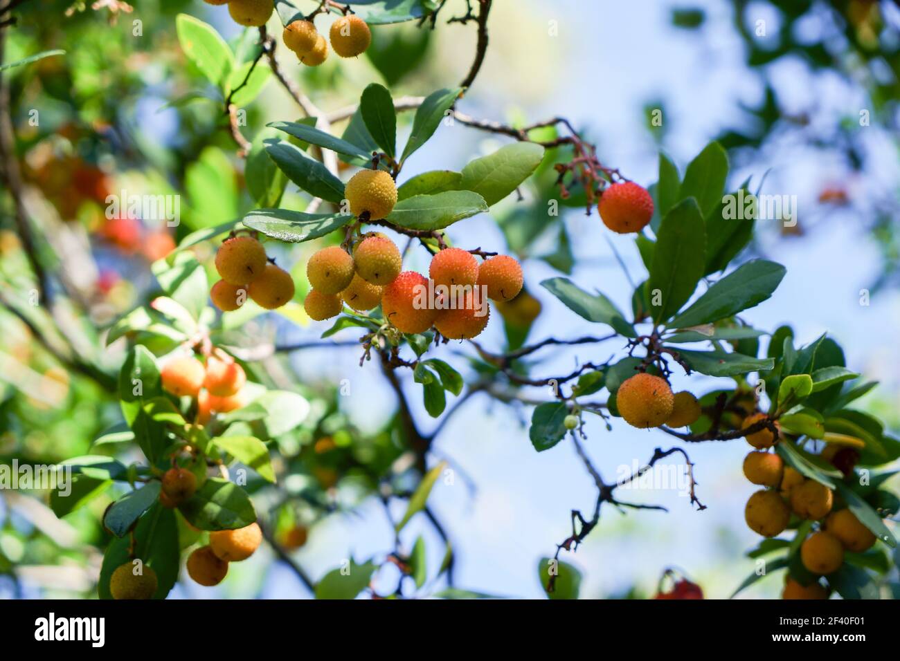 Arbutus Baum, reife Erdbeere Baum Früchte in Granada Stockfoto