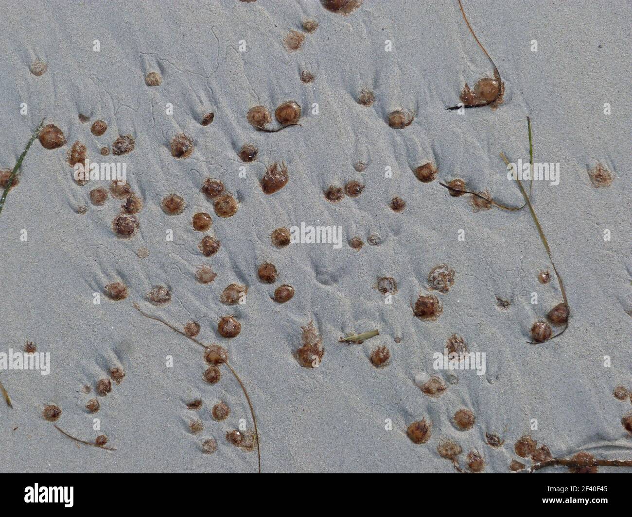 Mini-Quallen im Wasser am Strand Stockfoto