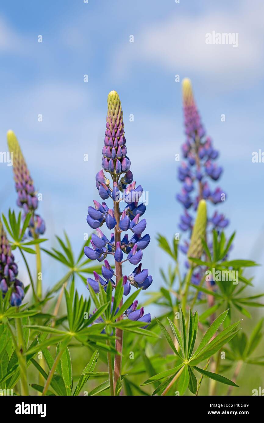 Blühende Lupinen, lupinus, im Frühling Stockfoto