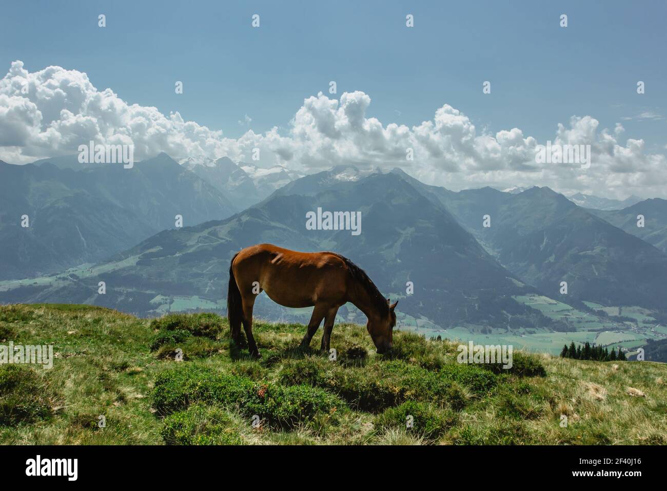 Pferd auf einer Weide mit einem tollen Blick auf die Berge. Brauner Hengst, der im Sommer frei wandert. Säugetier Bauernhof Tiere.schöne Bergpfanne Stockfoto