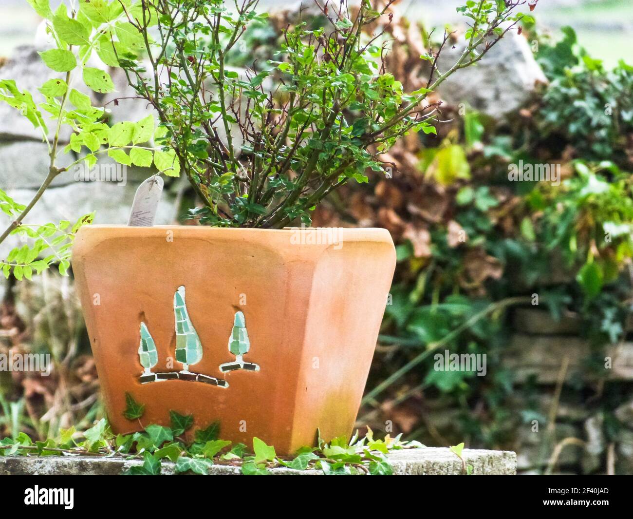 terra-Cotta Blumentopf im Garten Stockfoto