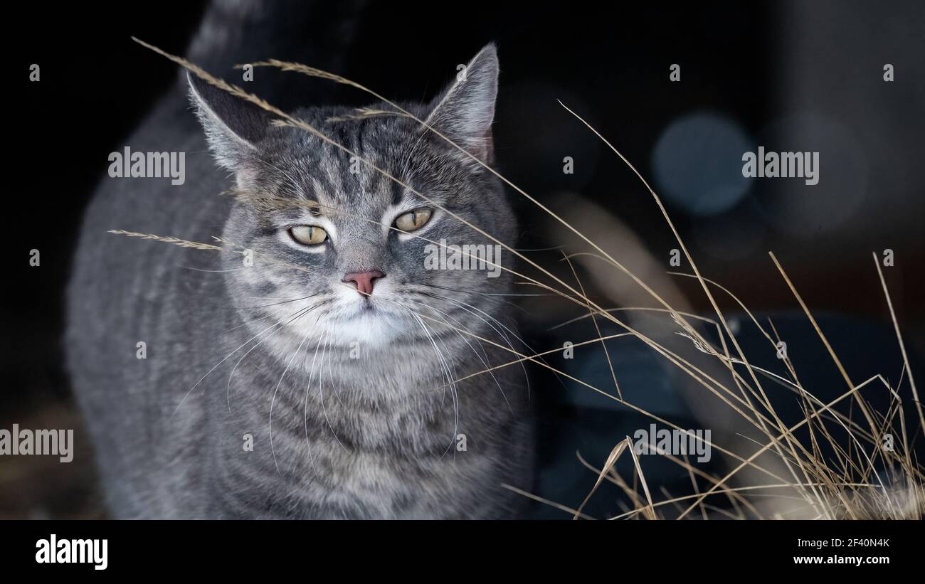 Hauskatze im Schnee mit negativem Raum Stockfoto